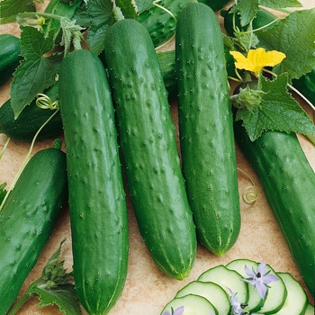 Cucumis sativus - 'Saladmore Bush' Cucumber Cucumis sativus - 'Saladmore Bush' Cucumber