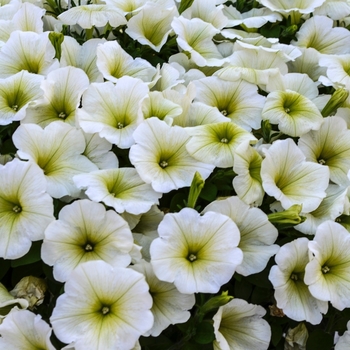 Petunia - 'Potunia Popcorn'