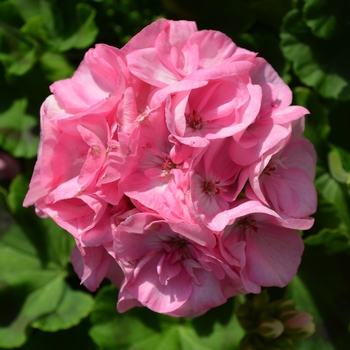 Pelargonium x hortorum - 'Survivor Baby Face' Zonal Geranium