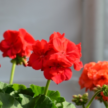 Pelargonium x hortorum - 'Survivor Cherry Red' Zonal Geranium