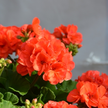 Pelargonium x hortorum - 'Survivor Coral' Zonal Geranium