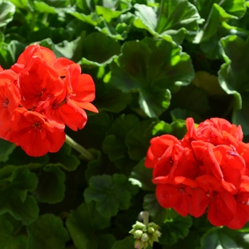 Pelargonium x hortorum - 'Survivor Dark Red' Zonal Geranium