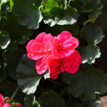 Pelargonium x hortorum - 'Survivor Fuschia' Zonal Geranium