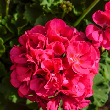 Pelargonium x hortorum - 'Survivor Hot Pink' Zonal Geranium