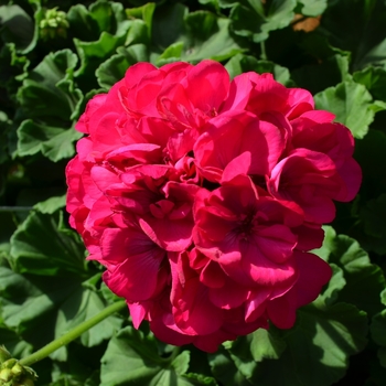 Pelargonium x hortorum - 'Survivor Blue' Zonal Geranium
