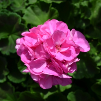 Pelargonium x hortorum - 'Survivor Indigo Sky' Zonal Geranium