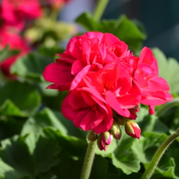 Pelargonium x hortorum - 'Survivor Neon Violet' Zonal Geranium