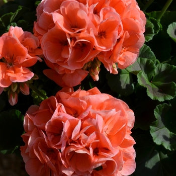 Pelargonium x hortorum - 'Survivor Salmon Sensation' Zonal Geranium