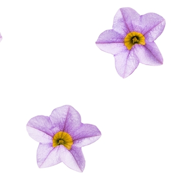 Calibrachoa - Superbells® 'Miss Lilac'