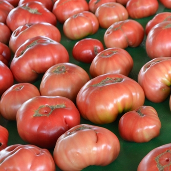 Lycopersicon esculentum - 'German Johnson' Tomato