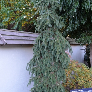 Picea glauca - 'Pendula' Weeping White Spruce