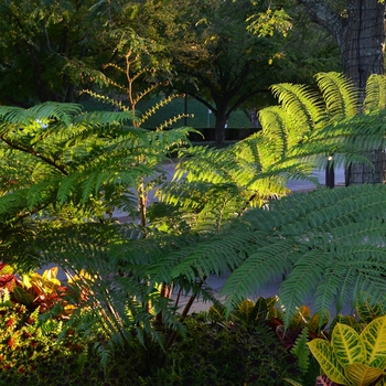 Cyathea cooperi (Australian Tree Fern) - Australian Tree Fern Cyathea cooperi (Australian Tree Fern) - Australian Tree Fern