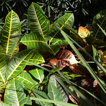 Codiaeum variegatum 'Petra' (Croton) - Petra Croton Codiaeum variegatum 'Petra' (Croton) - Petra Croton