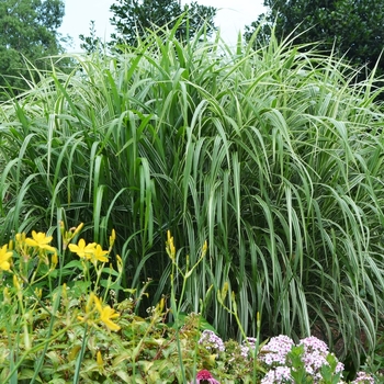 Miscanthus sinensis - 'Cosmopolitan' Maiden Grass
