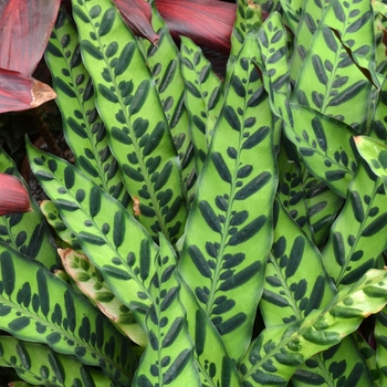 Calathea lancifolia (Rattlesnake Plant) - Rattlesnake Plant