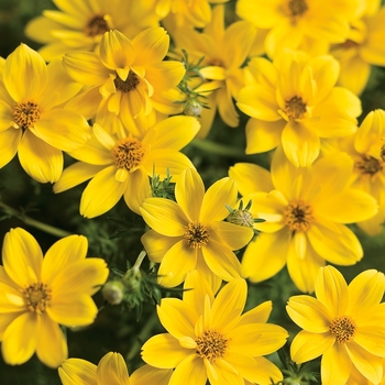 Bidens ferulifolia - 'Goldilocks Rocks®' Bidens ferulifolia - 'Goldilocks Rocks®'