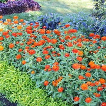 Zinnia marylandica - Double Zahara™ 'Fire' Zinnia marylandica - Double Zahara™ 'Fire'