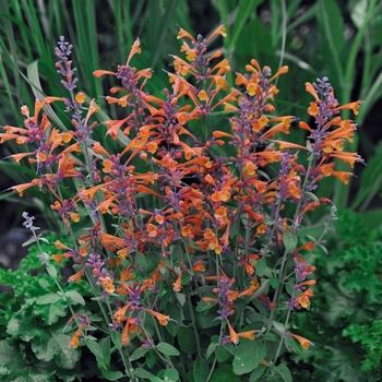 Agastache aurantiaca 'Tango' (Anise Hyssop) - Tango Anise Hyssop