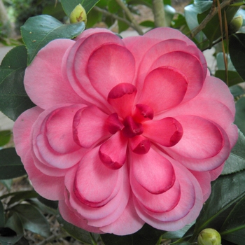 Camellia japonica - 'Early Autumn' Early Autumn Camellia Camellia japonica - 'Early Autumn' Early Autumn Camellia