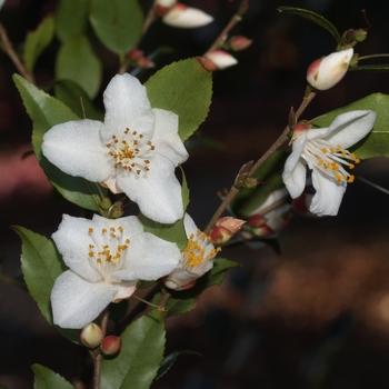 Camellia handelii - Camellia Camellia handelii - Camellia