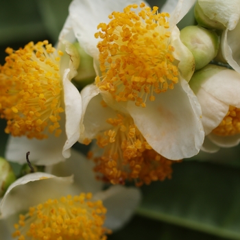 Camellia sinensis - Camellia Camellia sinensis - Camellia