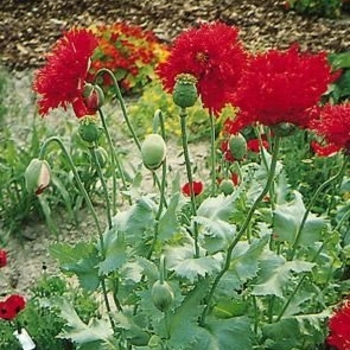 Papaver orientale 'Crimson Red' (Oriental Poppy) - Crimson Red Oriental Poppy