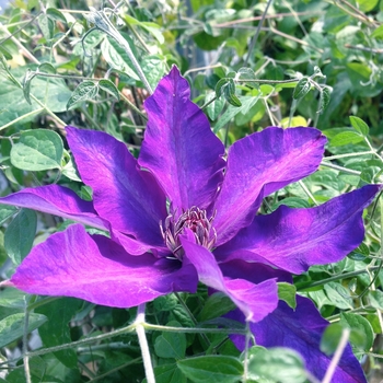 Clematis 'The President' (Clematis) - The President Clematis