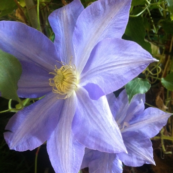 Clematis - 'H.F. Young'