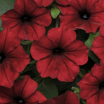 Petunia (Spreading Petunia) - Tidal Wave® Red Velour