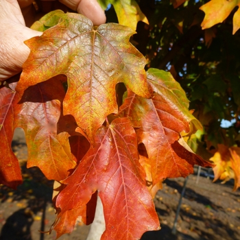 Acer saccharum - 'Fall Fiesta®' Sugar Maple Acer saccharum - 'Fall Fiesta®' Sugar Maple