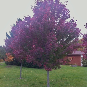 Acer rubrum - 'Brandywine' Red Maple Acer rubrum - 'Brandywine' Red Maple