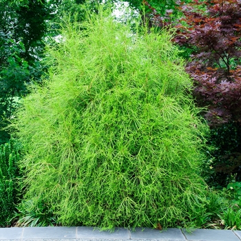 Thuja orientalis - 'Franky Boy' Oriental Arborvitae