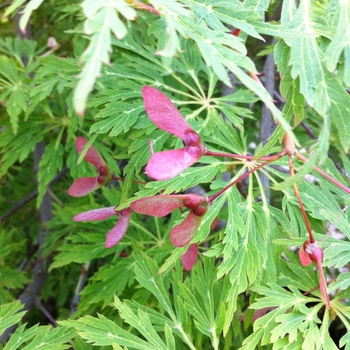 Acer japonicum - 'Green Cascade' Fullmoon Maple