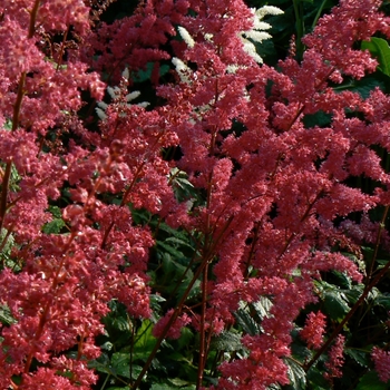 Astilbe x arendsii 'Fanal' (False Spirea) - Fanal False Spirea Astilbe x arendsii 'Fanal' (False Spirea) - Fanal False Spirea