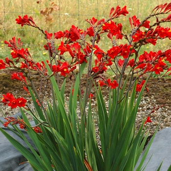 Crocosmia - Nova&trade; 'Dragonfire'