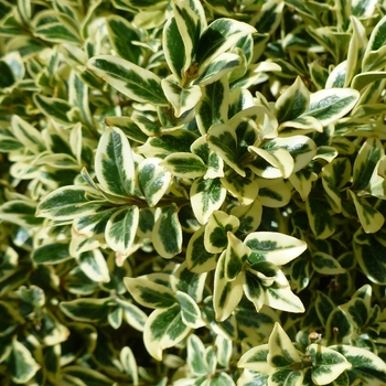 Buxus sempervirens - 'Aureo-variegata' Boxwood