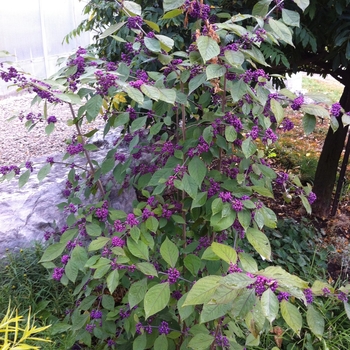 Callicarpa dichotoma - 'Early Amethyst' Beautyberry Callicarpa dichotoma - 'Early Amethyst' Beautyberry