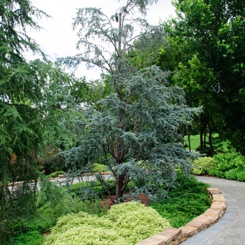 Cedrus atlantica (Blue Atlas Cedar (Glauca Group)) - Blue Atlas Cedar (Glauca Group) Cedrus atlantica (Blue Atlas Cedar (Glauca Group)) - Blue Atlas Cedar (Glauca Group)