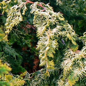 Chamaecyparis obtusa - 'Fernspray Gold' Hinoki Falsecypress