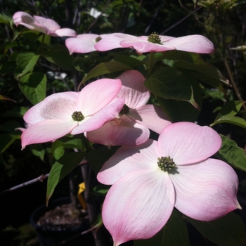 Cornus - 'Stellar Pink®' Dogwood