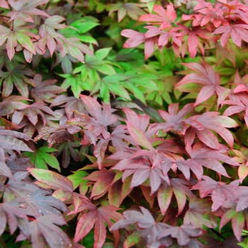 Acer palmatum - 'Adrian's Compact' Japanese Maple