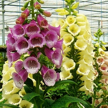 Digitalis purpurea - 'Excelsior Hybrids' Foxglove
