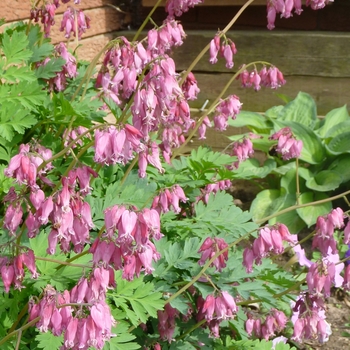 Dicentra - 'Luxuriant' Fern-Leaf Bleeding Heart