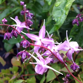 Epimedium grandiflorum 'Lilafee' (Barrenwort) - Lilafee Barrenwort