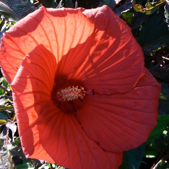 Hibiscus - 'Fireball' Rose Mallow