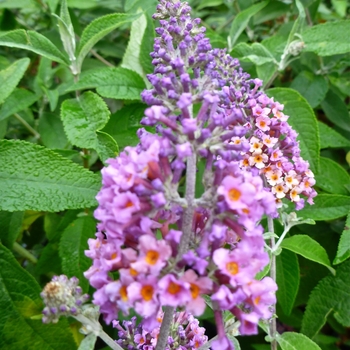 Buddleia x weyeriana 'Bicolor' (Butterfly Bush) - Bicolor Butterfly Bush