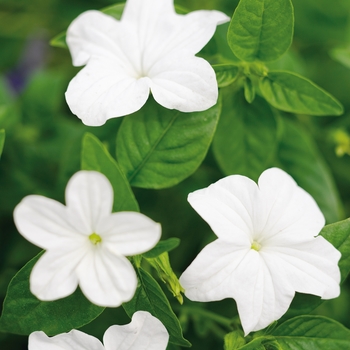 Browallia (Bush Violet) - Endless™ 'Flirtation' Browallia (Bush Violet) - Endless™ 'Flirtation'
