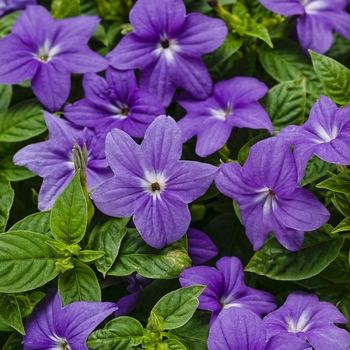 Browallia (Bush Violet) - Endless™ 'Illumination' Browallia (Bush Violet) - Endless™ 'Illumination'