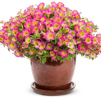 Petunia - Supertunia&reg; 'Daybreak Charm'