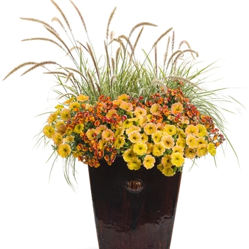 Petunia - Supertunia&reg; 'Honey&trade;'